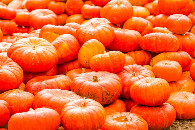 Kürbisbeet an einem sonnigen Herbsttag.