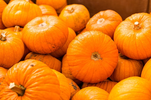 Kürbisbeet an einem sonnigen Herbsttag.