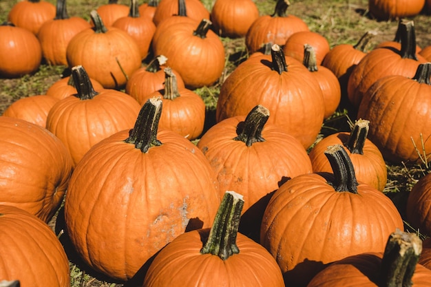 Kürbisbeet im Oktober