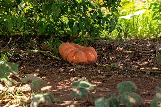 Kürbispflanzenfrucht der Gattung Cucurbita