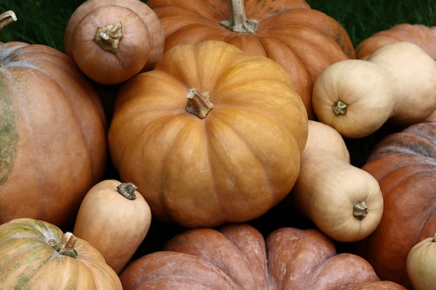 Kürbisse auf dem grünen Gras. Kürbis ernten. Herbstgemüse. Platz kopieren