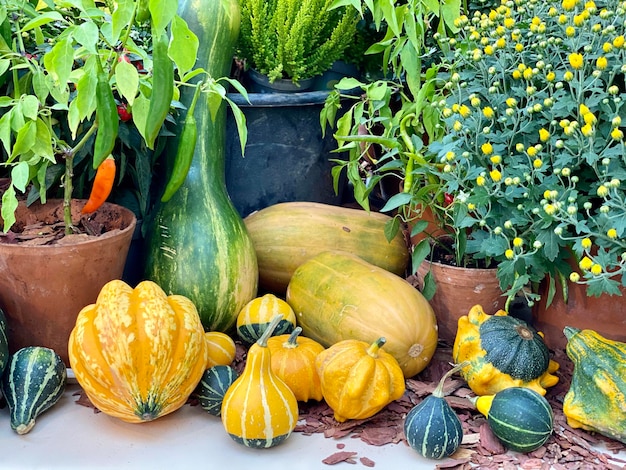 Foto kürbisse auf dem markt