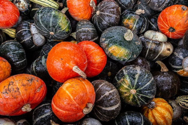 Kürbisse aus nächster Nähe, Kürbissaison, Kürbisbeet in Kanada