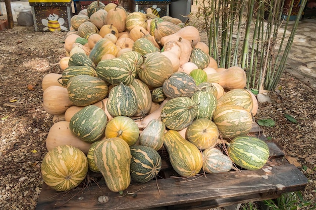 Kürbisse Cucurbita argyrosperma moschata Butternut maxima cushaw