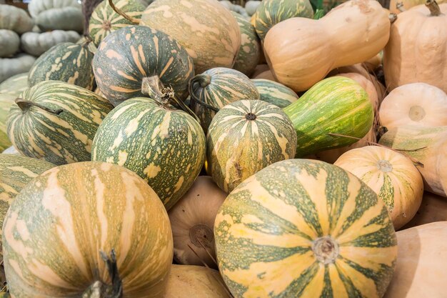 Kürbisse Cucurbita argyrosperma moschata Butternut maxima cushaw