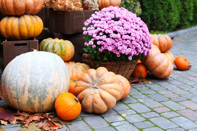 Kürbisse. Dekor für die Herbstsaison