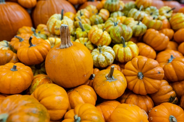 Foto kürbisse einer vielzahl verschiedener kürbisse mit verschiedenen farben und größen konzept von halloween