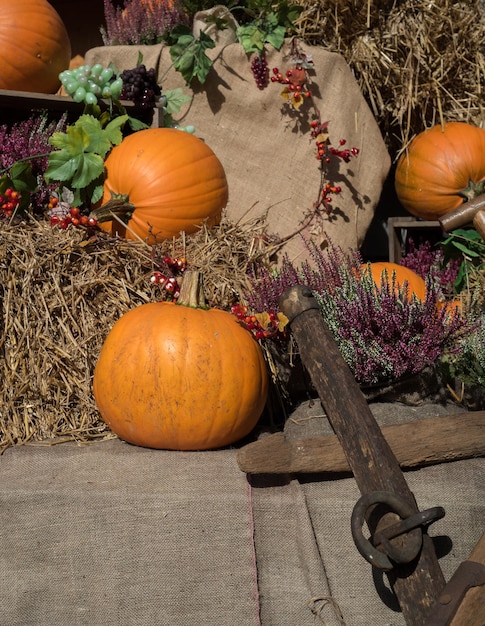 Foto kürbisse im herbst