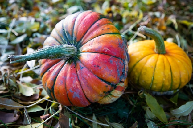 Kürbisse in der Herbst-Erntedankkarte