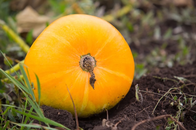 Kürbisse in einem Bauernhoffeld oder Garten