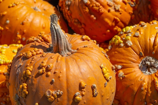 Kürbisse in einem Kürbisbeet im Herbst auf einem Bauernhof