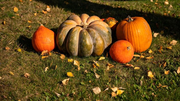 Foto kürbisse mit blättern auf dem boden halloween und herbst erntezeit konzept und hintergrund