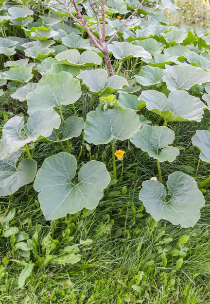 Kürbisse mit großen Blättern wachsen in einem Garten