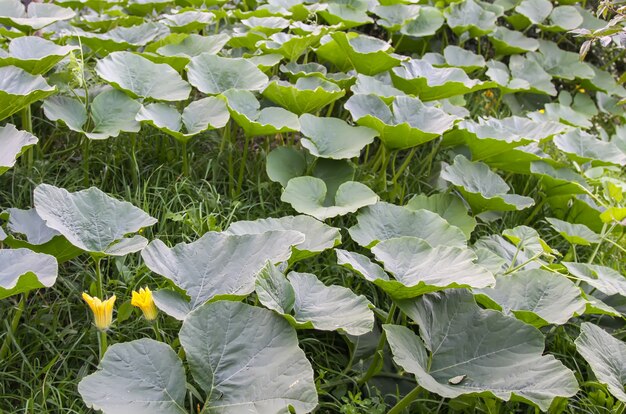 Kürbisse mit großen Blättern wachsen in einem Garten