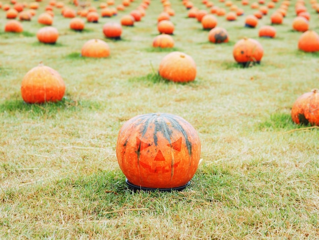 Kürbisse mit Jack O Lantern Gesicht auf dem Feld für Halloween