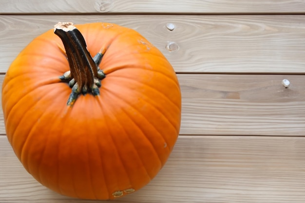 Kürbisse mit schönen Mustern und natürlichen Motiven können zu Halloween wirklich bezaubernd sein