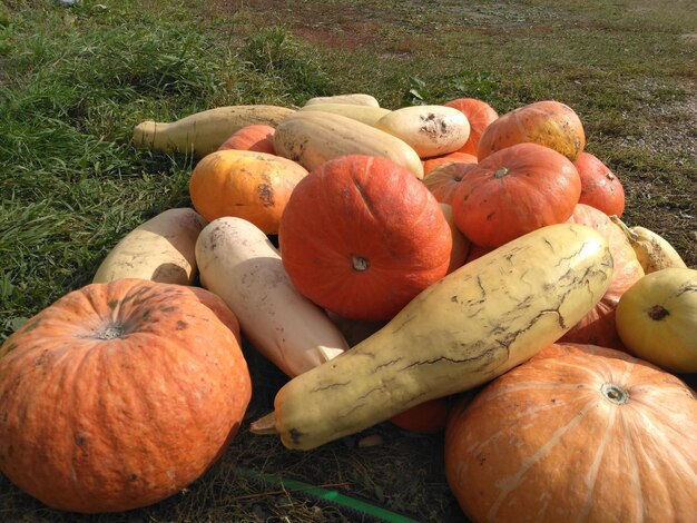 Kürbisse und Zucchini schöne Herbstkomposition Herbststillleben von Gemüse