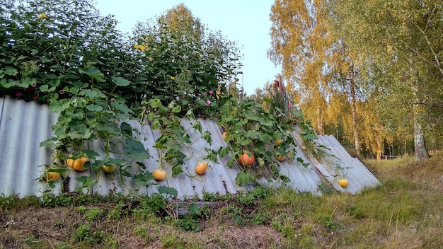 Kürbisse wachsen im Garten