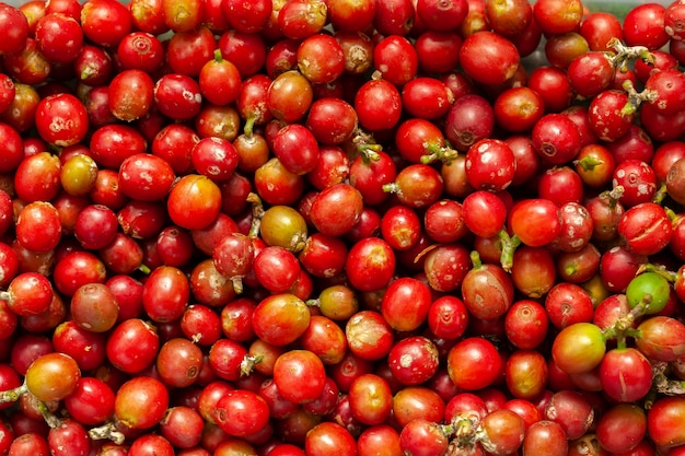 Kürzlich gepflückte Kaffeebohnen reifen - Coffeea Arabica