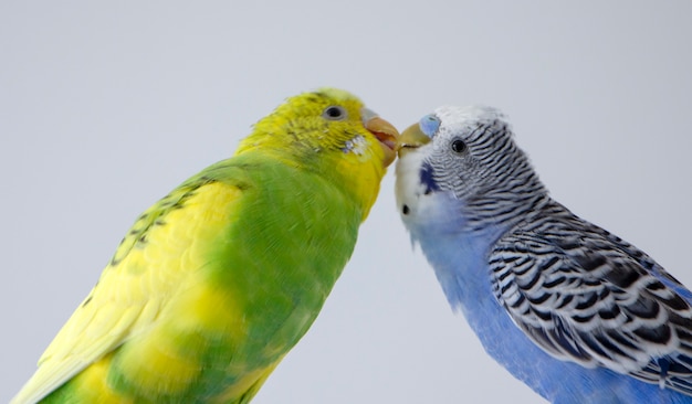 Küssen Sie gewellte Papageien. Kleine Vögel berührten sich gegenseitig