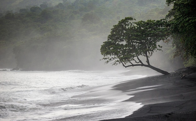 Küste der Insel Sulawesi Wellen und schwarzer Sand Ein tropischer Wald Indonesien