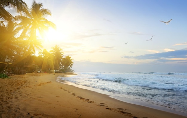 Küste des Indischen Ozeans bei Sonnenuntergang, Sri Lanka