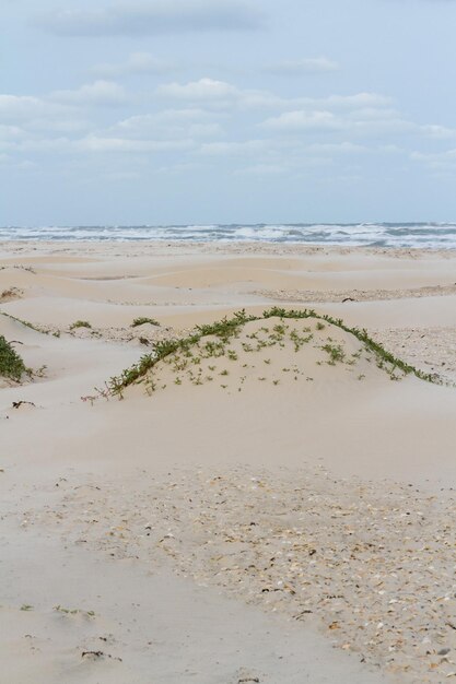 Küstendünen von South Padre Island, TX.