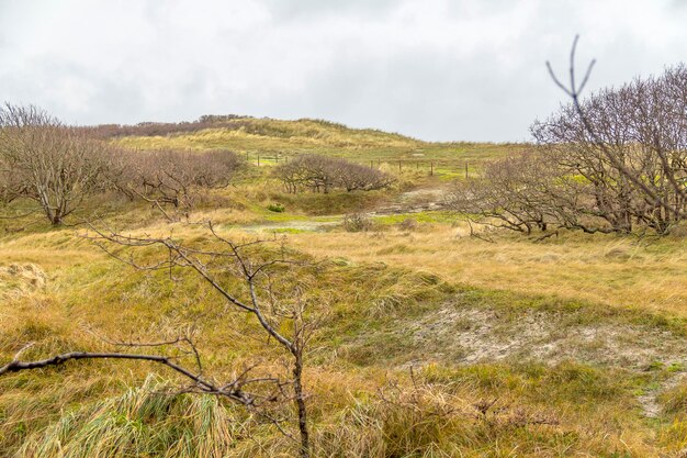 Küstendünenlandschaft