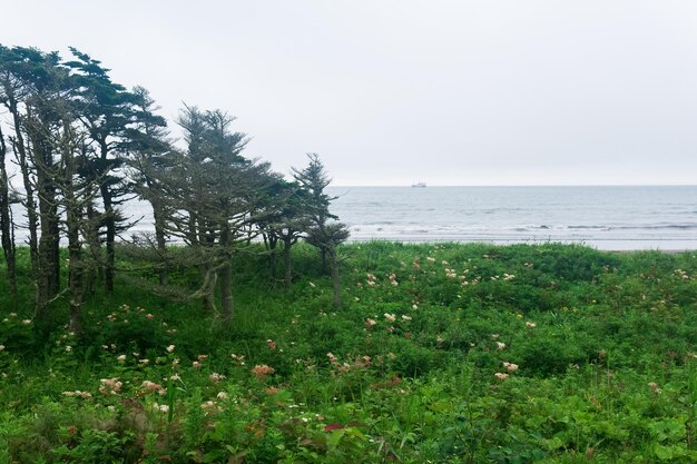 Küstenlandschaft der Insel Kunaschir mit vom Wind gebogenen Zwergkiefern