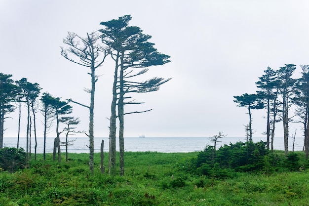 Küstenlandschaft der Insel Kunaschir mit vom Wind gekrümmten Wäldern