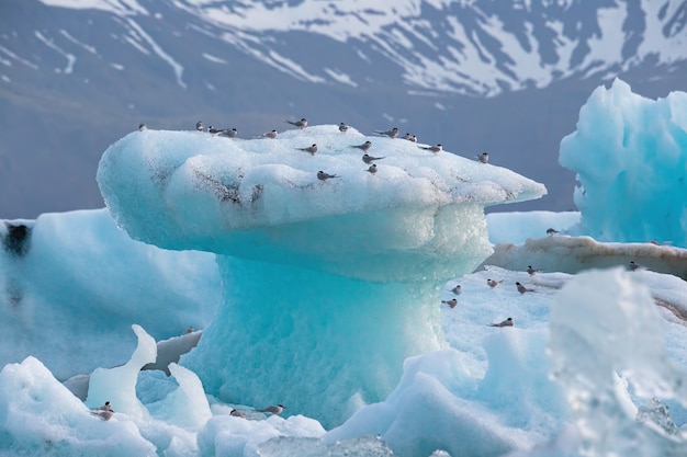 Küstenseeschwalben Sterna Paradisaea ruht auf Eisberg am Jokulsarlon-Gletschersee in Island ice