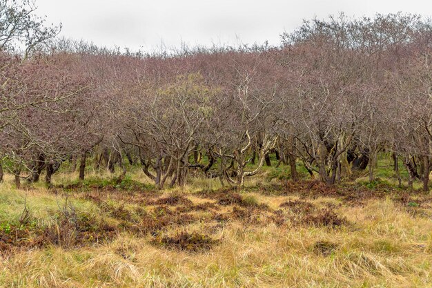 Küstenwaldlandschaft