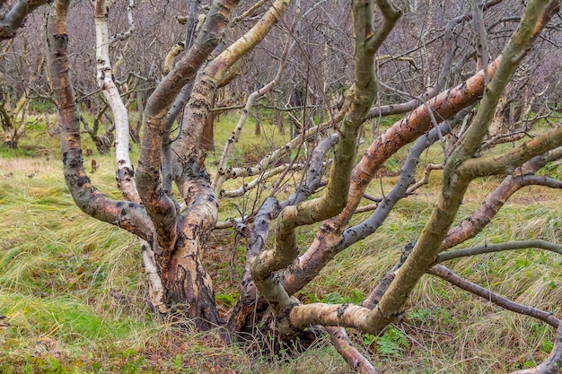 Küstenwaldlandschaft