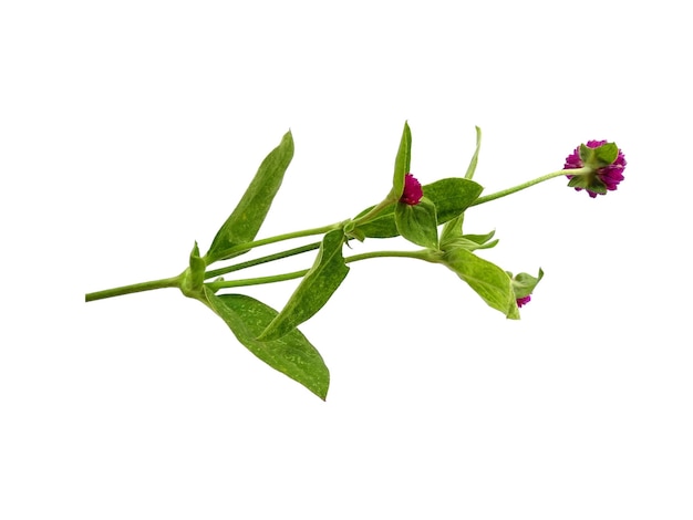 Kugelamarant oder Gomphrena globosa Blume mit grünem Blatt auf weißem Hintergrund