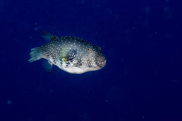 Kugelfisch schwarz weiß gefleckt aus nächster Nähe