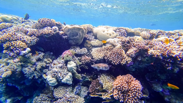 Kugelfisch versteckt sich in der Nähe der Korallen des Roten Meeres