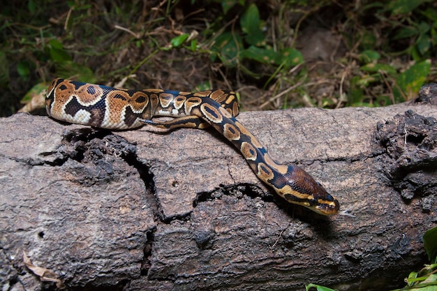 Kugelpythonschlange Python regius in freier Wildbahn
