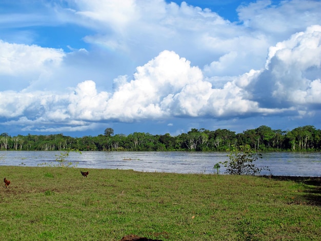 Kuh am Amazonas Peru Südamerika