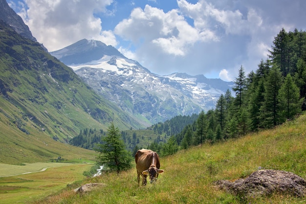 Kuh auf dem Berghintergrund