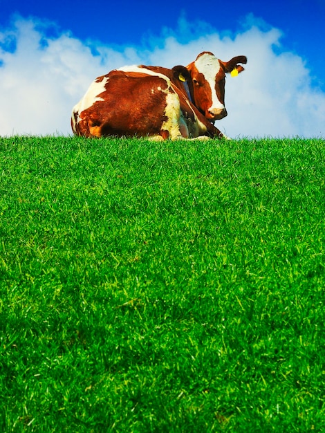 Kuh auf dem Feld gegen den Himmel