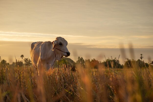 Kuh auf dem Feld