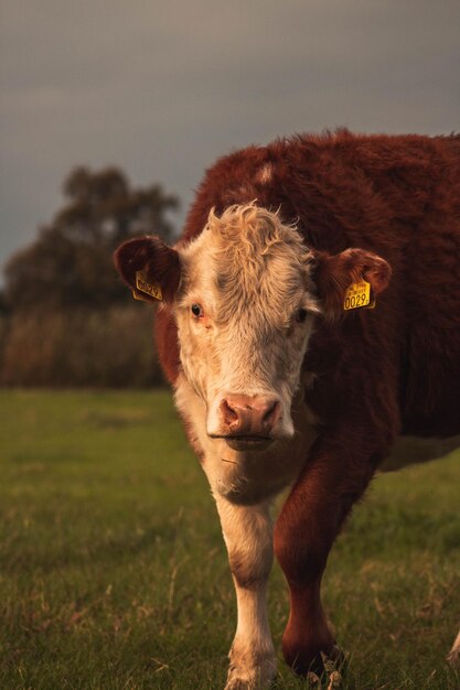 Foto kuh auf dem feld