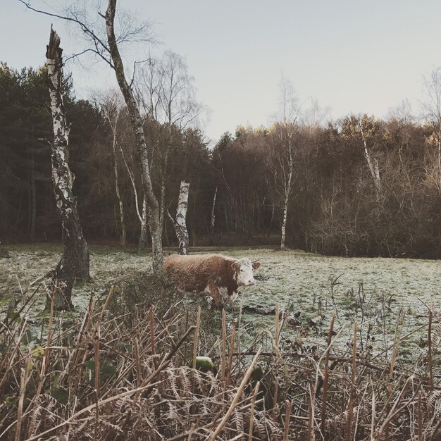 Foto kuh auf dem feld