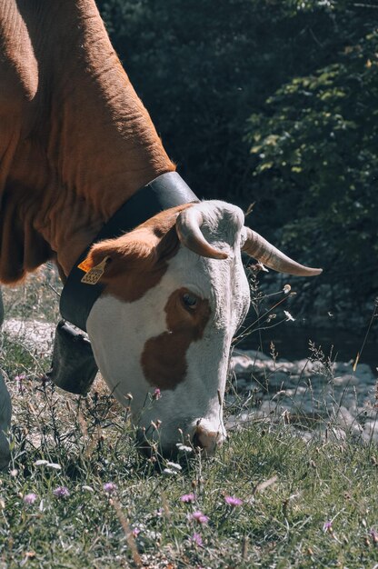 Foto kuh auf dem feld