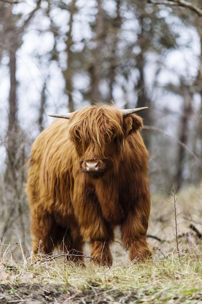 Foto kuh auf dem feld