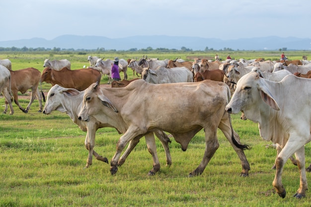 Kuh auf dem Feld