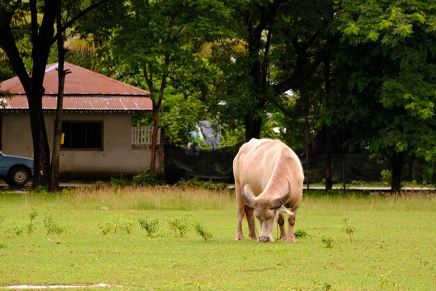 Kuh auf dem Feld