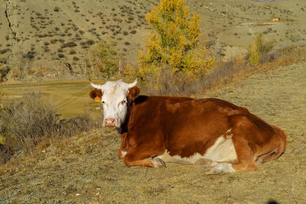 Kuh auf dem Hintergrund der Landschaft des Altai-Gebirges in Sibirien Altai-Republik Russland