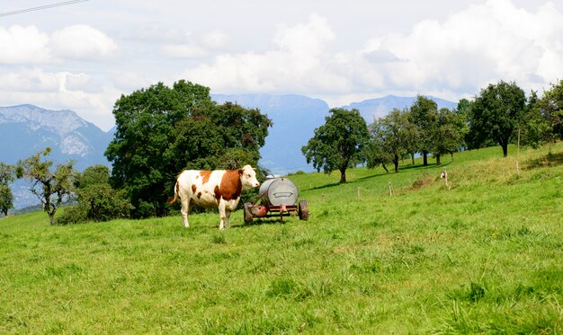 Kuh auf den Bergwiesen