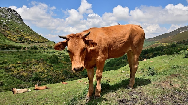 Foto kuh auf der grünen wiese